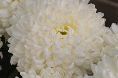 Parlak kasımpatılara yakın