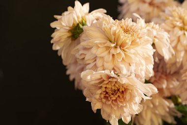 Parlak kasımpatılara yakın