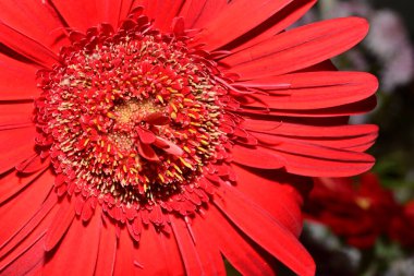 kırmızı gerbera çiçeği yakın görüş