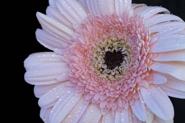 Güzel bir çiçeğe yaklaş