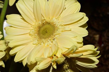 Güzel çiçeklerin güzel manzarasını kapat.