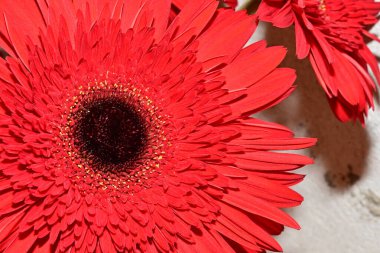 Çiçek buketinin güzel manzarasını kapat