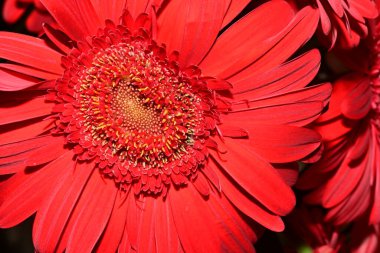 Bulanık arka planda güzel Gerbera çiçeği, yaz konsepti, yakın görüş