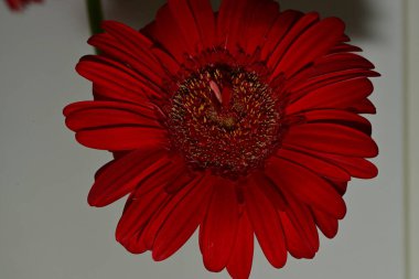 Karanlık arka planda güzel Gerbera çiçeği, yaz konsepti, yakın görüş