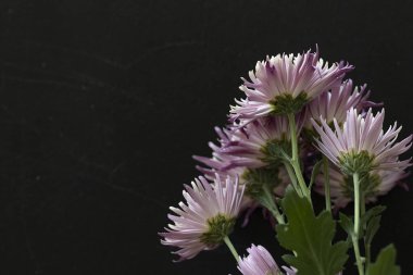 Parlak kasımpatılara, çiçeklere yakın