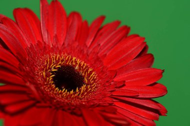 Güzel çiçek açan Gerbera çiçeğinin yakın görüntüsü