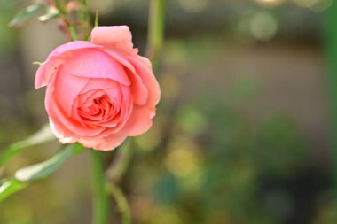 Bahçede güzel bir gül