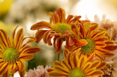 Parlak kasımpatılara, çiçeklere yakın