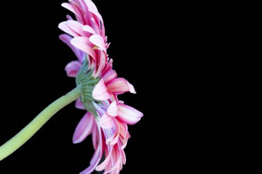 Güzel çiçek açan Gerbera çiçeğinin yakın görüntüsü