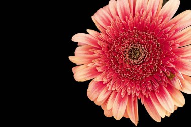 Güzel çiçek açan Gerbera çiçeğinin yakın görüntüsü