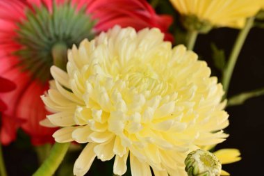 Güzel çiçeklerin güzel manzarasını kapat.