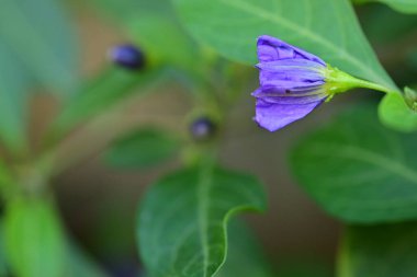 Renk çiçeğini kapat