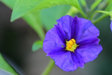 Renk çiçeğini kapat