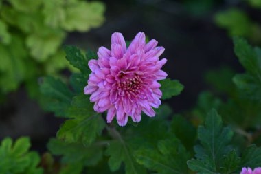 Bahçedeki güzel çiçek