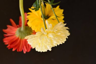 Koyu arkaplandaki güzel parlak çiçekleri kapat