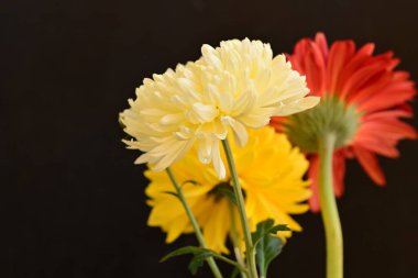 Koyu arkaplandaki güzel parlak çiçekleri kapat