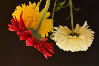 Koyu arkaplandaki güzel parlak çiçekleri kapat