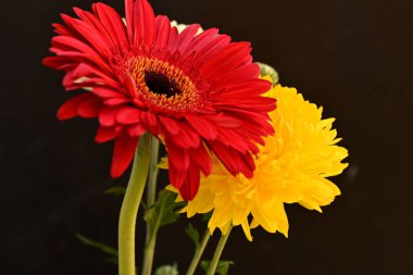 Koyu arkaplandaki güzel parlak çiçekleri kapat