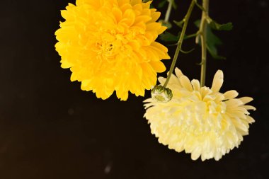 Parlak kasımpatılara, çiçeklere yakın