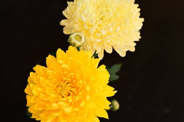 Parlak kasımpatılara, çiçeklere yakın