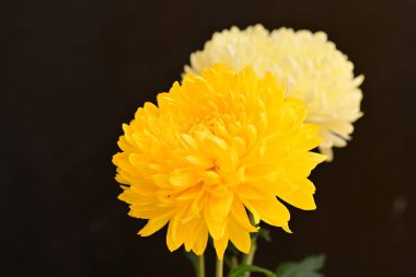 Parlak kasımpatılara, çiçeklere yakın