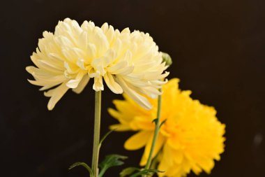 Parlak kasımpatılara, çiçeklere yakın