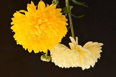 Parlak kasımpatılara, çiçeklere yakın