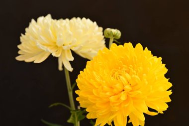 Parlak kasımpatılara, çiçeklere yakın