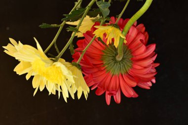 Parlak kasımpatılara, çiçeklere yakın