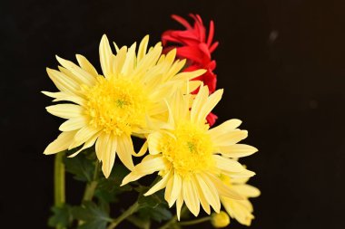 Parlak kasımpatılara, çiçeklere yakın