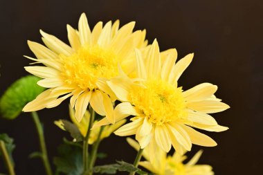 Koyu arkaplandaki güzel parlak çiçekleri kapat