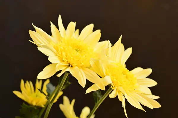 close up of beautiful bright  flowers on dark background