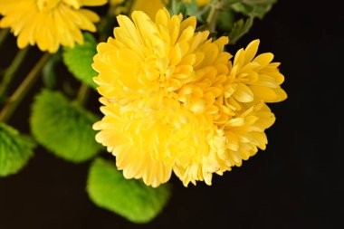 Güzel parlak çiçekleri kapatın.