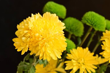 Güzel parlak çiçekleri kapatın.