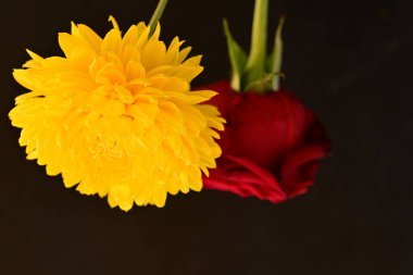 gül ve kasımpatı çiçeği ve siyah arkaplan.