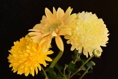 Güzel parlak çiçekleri kapatın.