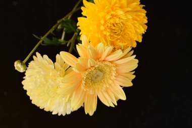 Koyu arkaplandaki güzel parlak çiçekleri kapat