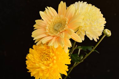 Koyu arkaplandaki güzel parlak çiçekleri kapat