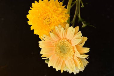 Koyu arkaplandaki güzel parlak çiçekleri kapat