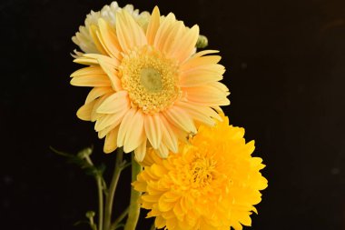 Koyu arkaplandaki güzel parlak çiçekleri kapat