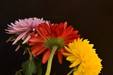 Bahçedeki güzel çiçekler