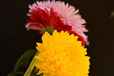 Bahçedeki güzel çiçekler