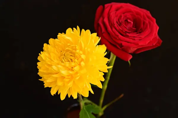 rose and chrysanthemum flower with black background.