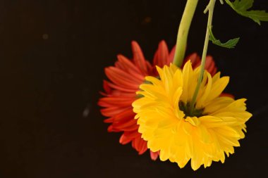 Bahçedeki çiçekler