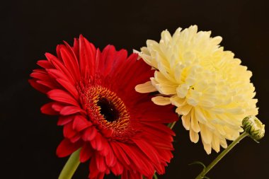 siyah arka plan üzerine parlak çiçek 