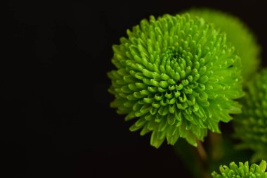 yeşil çiçek, bitki ve yapraklar.