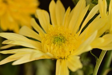 Bahçedeki güzel sarı çiçekler