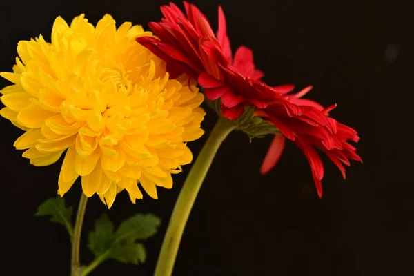 red and yellow flowers