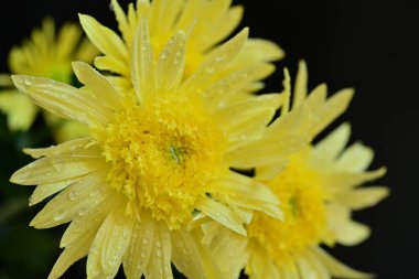 Güzel parlak çiçekleri kapatın.