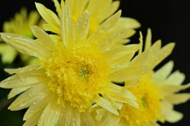 Güzel parlak çiçekleri kapatın.